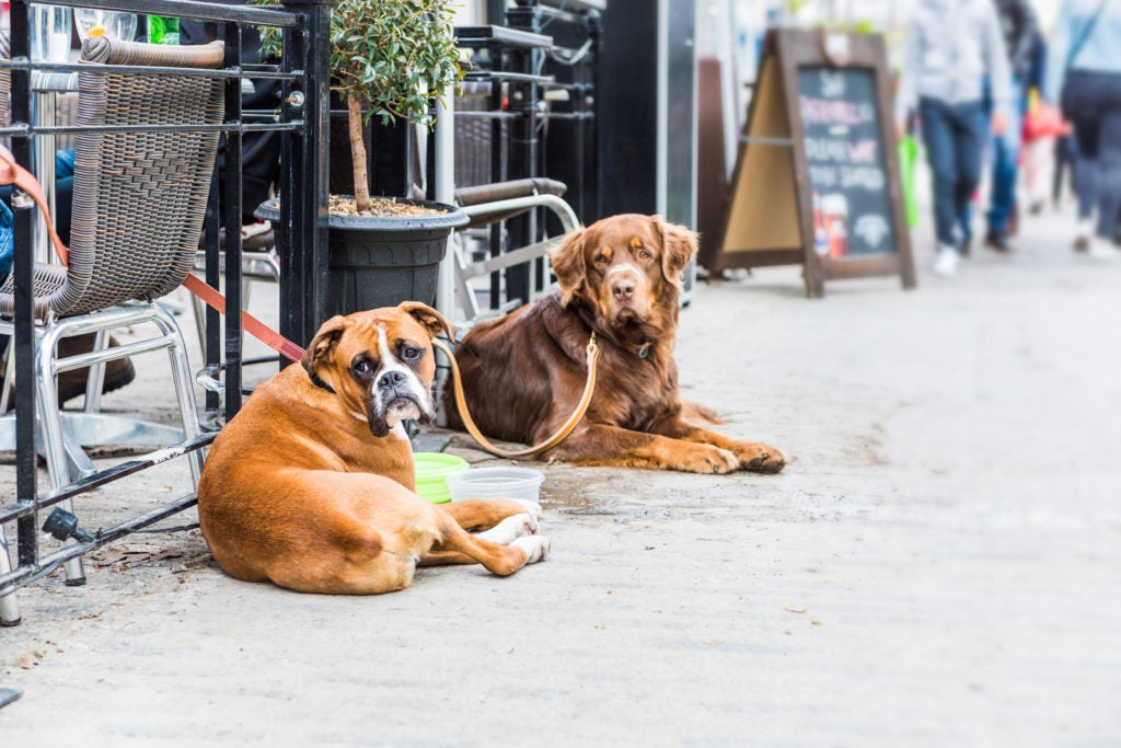 Two dogs lying down by restaurant with food bowls