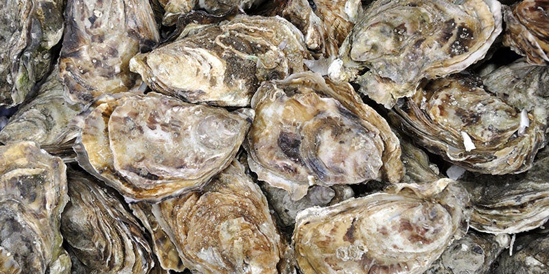 Two million Quivet Neck oysters can’t be wrong