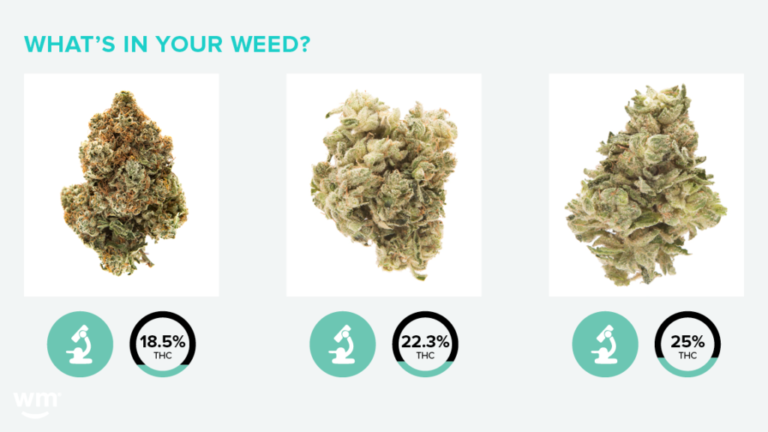 Your Cannabis Questions Answered | Sponsored