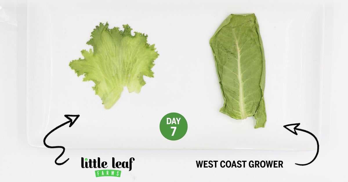 Little Leaf Farms Lettuce, Baby Red & Green Leaf