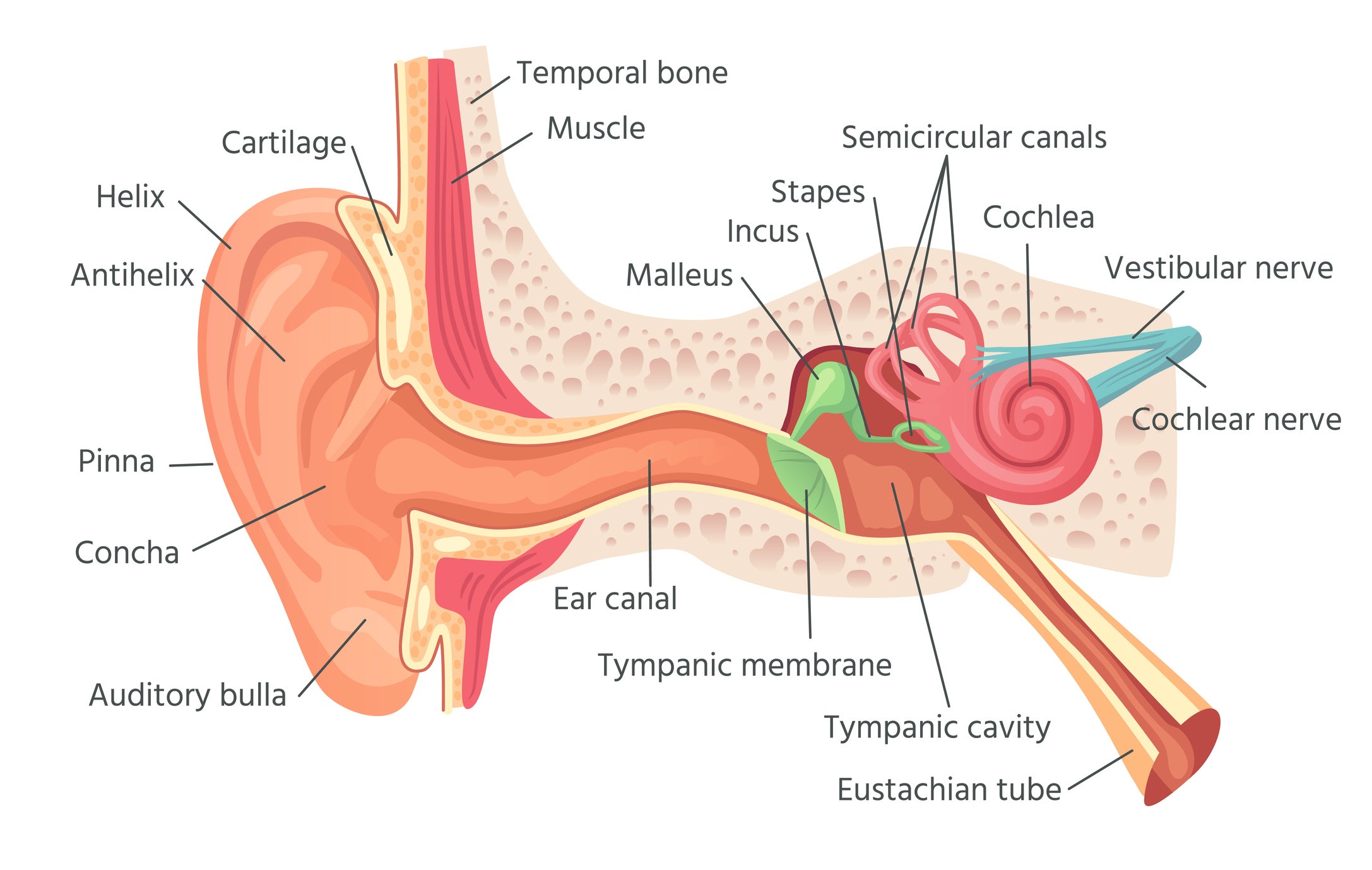 An educational graphic showing the inner structure of the human ear.