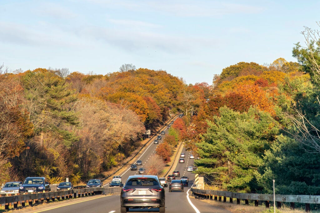 Road full of cars surrounded by trees